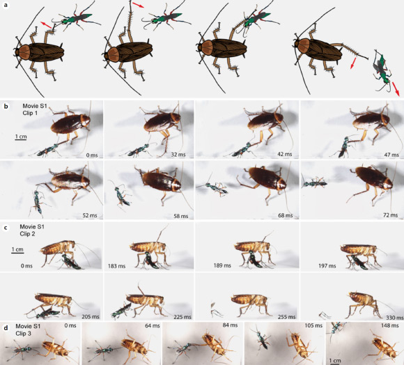 Kicking defense by the cockroach: (a) schematized sequence of movements (red arrows) during the kick; the hind leg is raised and extended rostrally, and then swept back through the target, often projecting the wasp many centimeters away; (b) frames captured from a video showing a defensive kick by a cockroach that impacts the wasp on the head and propels it away (top view); (c) frames captured from a video showing a kick with a similar result (side view); note the dorsal extension of the leg during the windup phase; (d) ventral view of a defensive kick, with the cockroach holding on to the top of the chamber. Image credit: K.C. Catania, doi: 10.1159/000490341.