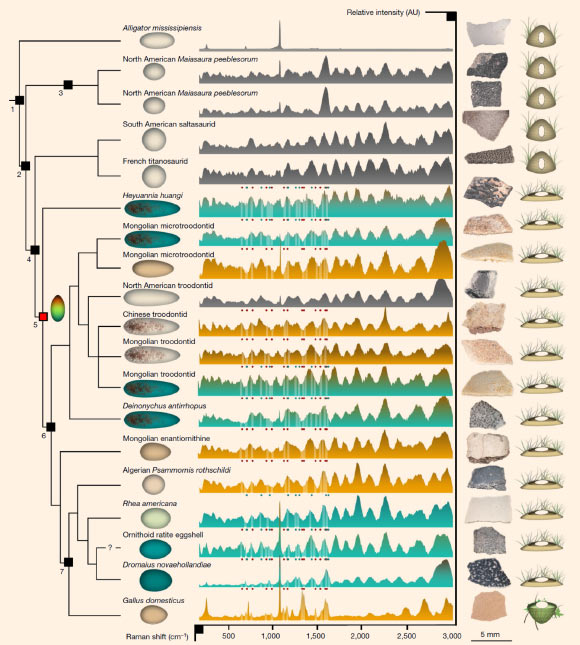 Egg colors of archosaurs: the internal nodes are (1) Archosauria, (2) Dinosauria, (3) Ornithischia, (4) Saurischia, (5) Eumaniraptora, (6) Paraves and (7) Aves; the egg icon in the phylogeny labels Eumaniraptora. All species are represented by an icon indicating egg shape, and an example of reconstructed color. If eggshell pigments are present, the area below the spectral function is colored in blue (biliverdin) or orange (protoporphyrin IX), and all pigment bands are labeled with either blue (biliverdin) or red (protoporphyrin IX) dots. Photographs show the samples and nest icons encode three nesting strategies: buried, (partially) open ground and open tree nesting. AU - arbitrary units. Image credit: Wiemann et al, doi: 10.1038/s41586-018-0646-5.
