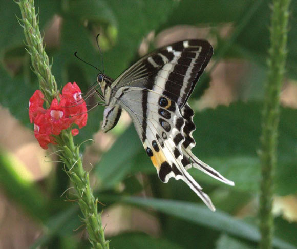 The Natewa swallowtail (Papilio natewa). Image credit: Greg Kerr.