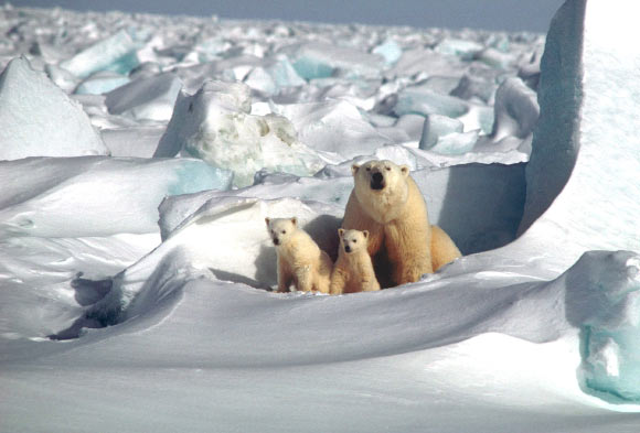 Polar bears’ habitat and food sources are shrinking at an alarming rate. Image credit: Skeeze.