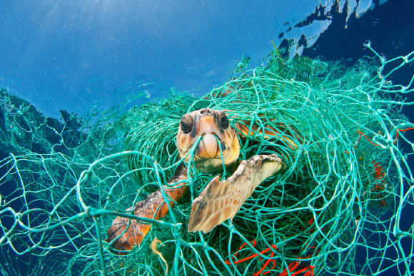 The loggerhead turtle (Caretta caretta) trapped in a drifting abandoned net, Mediterranean Sea. Image credit: Naturepl.com / Jordi Chias / WWF.