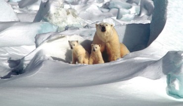 Polar bears’ habitat and food sources are shrinking at an alarming rate. Image credit: Skeeze.