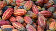 Zarrillo et al report the earliest evidence of cacao use in the Americas and the first archaeological example of its pre-Columbian use in South America. Image credit: Stana.