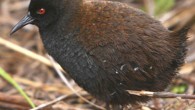 The Inaccessible Island rail (Atlantisia rogersi). Image credit: Peter G. Ryan.