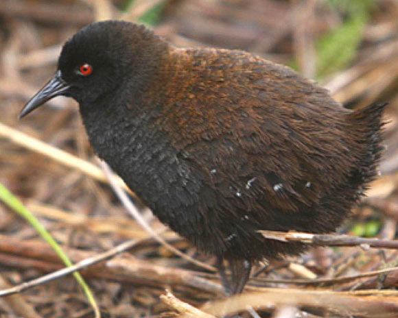 The Inaccessible Island rail (Atlantisia rogersi). Image credit: Peter G. Ryan.