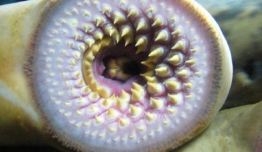 Lamprey in Sala Maremagnum of Aquarium Finisterrae in Corunna, Galicia, Spain. Image credit: Drow Male / CC BY-SA 3.0.