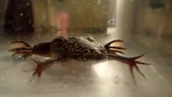 An African clawed frog (Xenopus laevis) swimming in a tank. Image credit: Celia Herrera-Rincon / Tufts University.