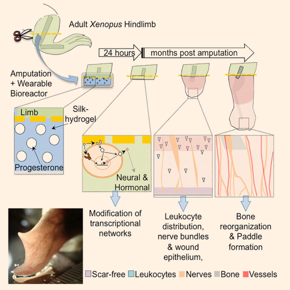 Adult African clawed frogs (Xenopus laevis) are capable of induced increased regenerative response. Image credit: Herrera-Rincon et al, doi: 10.1016/j.celrep.2018.10.010.