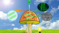 An electrode network and cyanobacteria were 3D printed on a mushroom to generate bio-electricity. Image credit: Joshi et al, doi: 10.1021/acs.nanolett.8b02642.