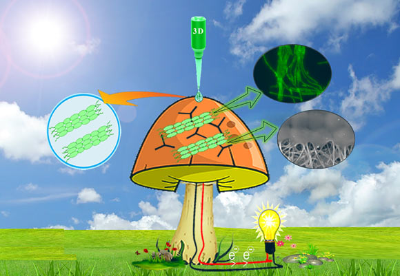 An electrode network and cyanobacteria were 3D printed on a mushroom to generate bio-electricity. Image credit: Joshi et al, doi: 10.1021/acs.nanolett.8b02642.