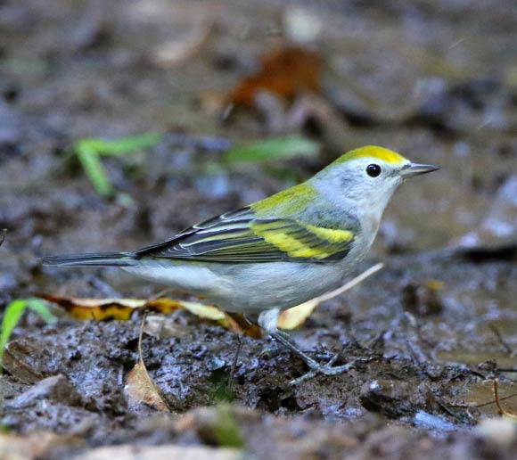 A rare triple-hybrid warbler. Image credit: Lowell Burket.