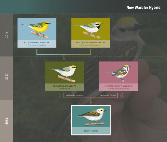 This graphic shows predicted family tree of warblers leading to the three-species hybrid. Image credit: Cornell Lab of Ornithology.