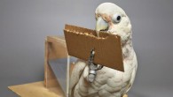 A new study by Auersperg et al supports previous studies on Goffin’s cockatoos showing that they can not only select, but create different tools depending on the task at hand. Image credit: Goffin Lab, University of Veterinary Medicine Vienna.