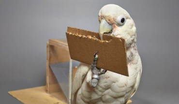 A new study by Auersperg et al supports previous studies on Goffin’s cockatoos showing that they can not only select, but create different tools depending on the task at hand. Image credit: Goffin Lab, University of Veterinary Medicine Vienna.