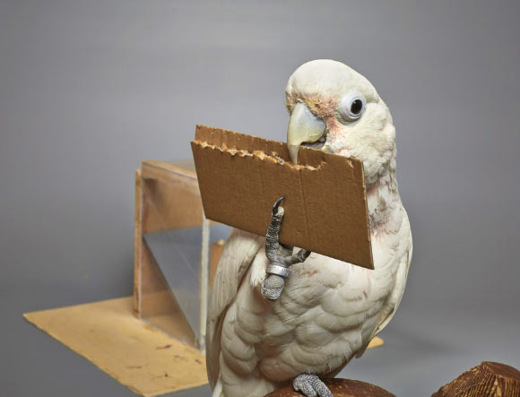 A new study by Auersperg et al supports previous studies on Goffin’s cockatoos showing that they can not only select, but create different tools depending on the task at hand. Image credit: Goffin Lab, University of Veterinary Medicine Vienna.