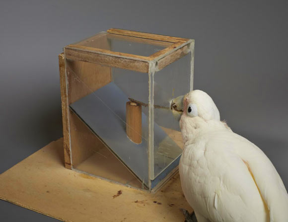 A Goffin’s cockatoo uses a cardboard tool to obtain food. Image credit: Goffin Lab, University of Veterinary Medicine Vienna.