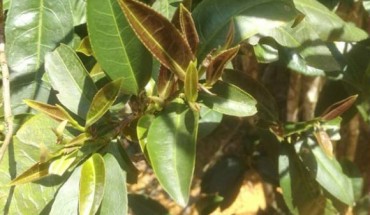 Leaves and young shoots of hongyacha. Image credit: Ji-Qiang Jin et al, doi: 10.1021/acs.jafc.8b03433.