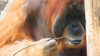 Laumer et al show that orangutans can spontaneously innovate a hook tool out of a straight piece of wire to solve a novel problem. Image credit: Laumer et al, doi: 10.1038/s41598-018-34607-0.
