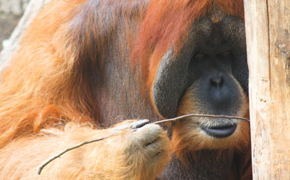 Laumer et al show that orangutans can spontaneously innovate a hook tool out of a straight piece of wire to solve a novel problem. Image credit: Laumer et al, doi: 10.1038/s41598-018-34607-0.
