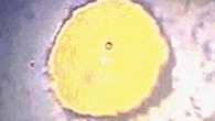 Turnbull et al synthesized a single crystal of ι–N2 in a diamond anvil cell from ε–N2 at 65 GPa and 477 degrees Celsius. Image credit: Turnbull et al, doi: 10.1038/s41467-018-07074-4.