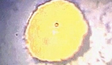 Turnbull et al synthesized a single crystal of ι–N2 in a diamond anvil cell from ε–N2 at 65 GPa and 477 degrees Celsius. Image credit: Turnbull et al, doi: 10.1038/s41467-018-07074-4.