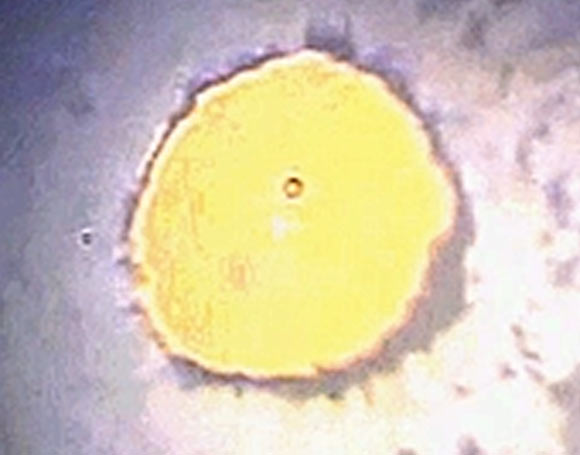 Turnbull et al synthesized a single crystal of ι–N2 in a diamond anvil cell from ε–N2 at 65 GPa and 477 degrees Celsius. Image credit: Turnbull et al, doi: 10.1038/s41467-018-07074-4.