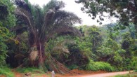 Raphia zamiana: a habitat along the road, with team member Dr. Raoul Niangadouma for scale, in Oyem, Gabon. Image credit: Thomas L.P. Couvreur.