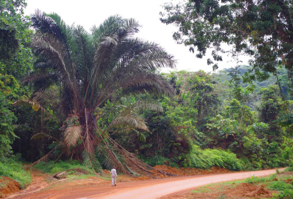 Raphia zamiana: a habitat along the road, with team member Dr. Raoul Niangadouma for scale, in Oyem, Gabon. Image credit: Thomas L.P. Couvreur.