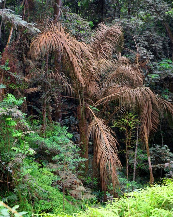 Raphia gabonica in natural habitat in Alèmbé, Gabon; notice dry land habitat, not growing in colonies, single stem with curly fibers and long pendulous inflorescences. Image credit: Thomas L.P. Couvreur.