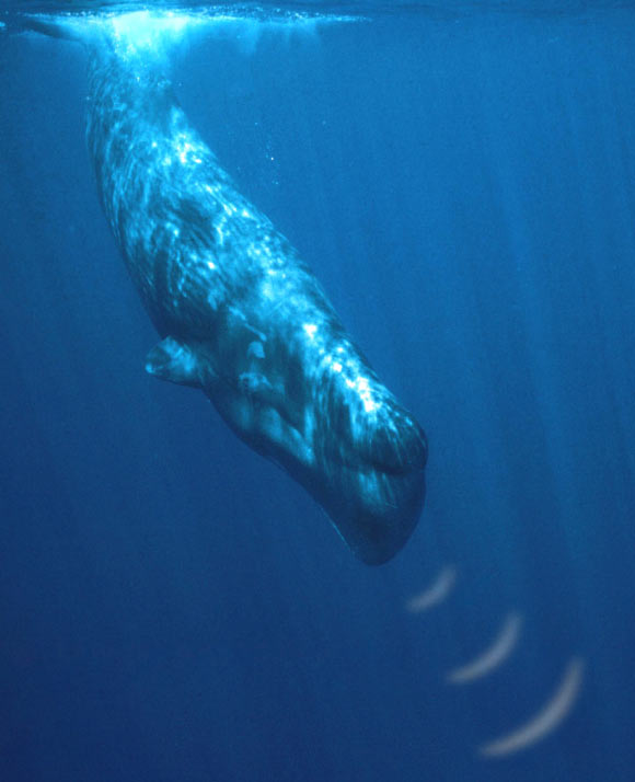 A graphical rendition of a diving sperm whale using its echolocation. Image credit: Chris Johnson.