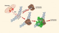 Model of TH5487-mediated inhibition of proinflammatory gene expression: inflammation, at its onset and throughout its progress, is associated with generation of reactive oxygen species, causing damage to DNA in particular at guanine-rich promoters; OGG1 binding to oxidized guanines at promoter regions facilitates recruitment of downstream transcription factors that drive proinflammatory gene expression, and a cellular inflammatory response; in the presence of TH5487, OGG1 can no longer interact with DNA substrates in promoters, so proinflammatory gene expression is inhibited, and the cellular inflammatory response is prevented. Image credit: Visnes et al, doi: 10.1126/science.aar8048.