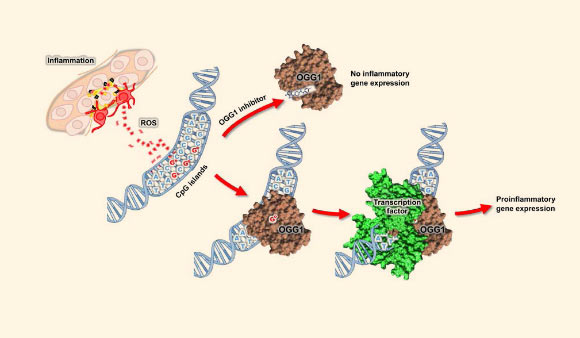 Model of TH5487-mediated inhibition of proinflammatory gene expression: inflammation, at its onset and throughout its progress, is associated with generation of reactive oxygen species, causing damage to DNA in particular at guanine-rich promoters; OGG1 binding to oxidized guanines at promoter regions facilitates recruitment of downstream transcription factors that drive proinflammatory gene expression, and a cellular inflammatory response; in the presence of TH5487, OGG1 can no longer interact with DNA substrates in promoters, so proinflammatory gene expression is inhibited, and the cellular inflammatory response is prevented. Image credit: Visnes et al, doi: 10.1126/science.aar8048.