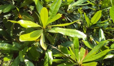 Ancistrocladus sp. Image credit: Eigenes Werk / CC BY-SA 3.0.