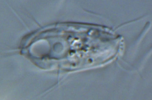 Hemimastix kukwesjijk. Image credit: Lax et al, doi: 10.1038/s41586-018-0708-8.