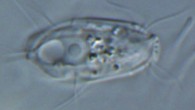 Hemimastix kukwesjijk. Image credit: Lax et al, doi: 10.1038/s41586-018-0708-8.