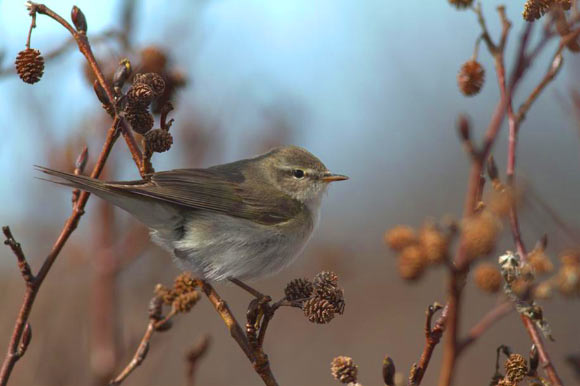 The Siberian willow warbler (Phylloscopus trochilus yakutensis). Image credit: Kristaps Sokolovskis.