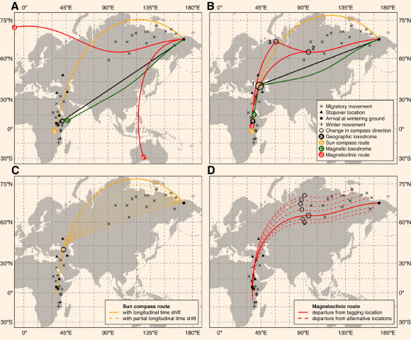 Simulated autumn migration routes of willow warblers using alternative compass mechanisms and aiming to the wintering ground (first winter stop) through: (a) direct route or (b) an intermediate goal area (stopover region). In panel (A) only the Sun compass route (b) crosses the identified stopover region (filled black triangles) and neither of the two possible solutions for the magnetoclinic route (d and d*) could reach the wintering area. In panel (B) all routes have a solution that brings birds to the stopover region before switching the compass direction toward the wintering ground (black circle 1). However, for the magnetoclinic route the switch must occur earlier and at higher latitudes (between black circle 2 and 3) than for the other compass mechanisms (black circle 1). (c) a sun compass can produce alternative routes when the bird’s internal clock partially adapts to the local time (i.e. partial longitudinal time-shift), but an intermediate goal area would still be necessary to cross the stopover region. (d) alternative magnetoclinic routes can be generated from locations with alternative geomagnetic inclination values (i.e. different starting points) for which a change in compass on route must always occur not earlier than 85-95 degrees E longitude. For all the panels, departure location (filled black circle) is the breeding area where birds where tagged. GLS data for the three birds tracked in this study are also reported. Image credit: Sokolovskis et al, doi: 10.1186/s40462-018-0138-0.