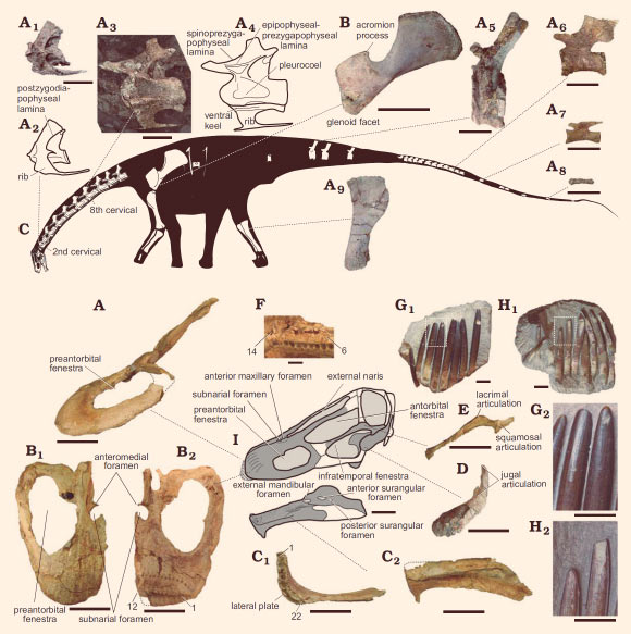 Lavocatisaurus agrioensis. Top image: (A) an adult specimen, axis in lateral view (A1, photograph; A2, drawing); eight cervical vertebrae in lateral view (A3, photograph; A4, drawing); anterior caudal vertebra in lateral view (A5); middle caudal vertebra in lateral view (A6); posterior caudal vertebra in lateral view (A7); posteriormost caudal vertebra in lateral view (A8); left tibia in lateral view (A9); (B) left scapula from a juvenile specimen, in lateral view (C) skeletal reconstruction based on adult and juvenile specimens. Scale bars - 10 cm. Bottom image: (A) left maxilla from an adult specimen in lateral view; (B) right maxilla in anterodorsal (B1) and posteroventral (B2) views, numbers indicate the tooth positions; (C) left dentary in dorsal (C1) and lateral (C2) views, numbers indicate the tooth positions; (D) right squamosal (inverted) in lateral view; (E) right jugal (inverted) in lateral view; (F) dentary teeth, numbers indicate the tooth positions; (G) eight associated teeth in labial view (G1), close up of two teeth in labial view (G2), showing the absence of wear facets; (H) nine associated teeth in lingual view (H1), close up of the teeth in labial view (H2), showing the wear facets; (I) skeletal reconstruction, based on the adult specimen. Scale bars - 10 cm in A-E and 1 cm in F-H. Image credit: Canudo et al, doi: 10.4202/app.00524.2018.