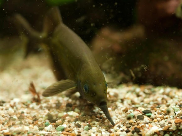 The Peters’ elephantnose fish (Gnathonemus petersii). Image credit: Maik Dobiey / University of Bonn.