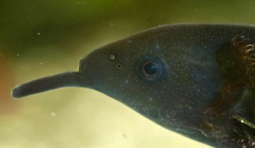 The striking ‘trunk’ of the Peters’ elephantnose fish (Gnathonemus petersii) is actually its chin that has numerous electroreceptors. Image credit: Maik Dobiey / University of Bonn.
