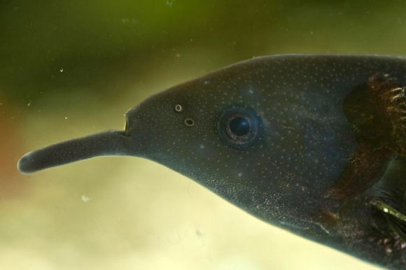 The striking ‘trunk’ of the Peters’ elephantnose fish (Gnathonemus petersii) is actually its chin that has numerous electroreceptors. Image credit: Maik Dobiey / University of Bonn.