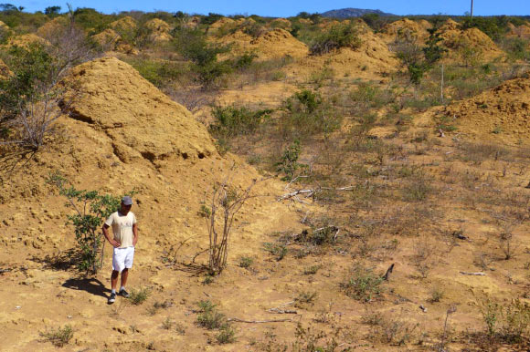 The termite mounds are found in dense, low, dry forest and can be seen when the land is cleared for pasture. Image credit: Roy Funch.