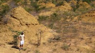 The termite mounds are found in dense, low, dry forest and can be seen when the land is cleared for pasture. Image credit: Roy Funch.