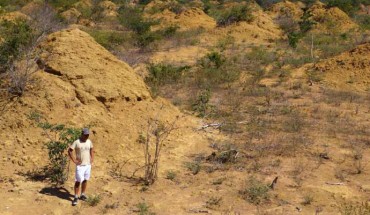 The termite mounds are found in dense, low, dry forest and can be seen when the land is cleared for pasture. Image credit: Roy Funch.
