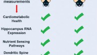 Calorie restriction (CR) and low-protein, high-carbohydrate (LPHC) diets improve cardiometabolic health in mice. Wahl et al show that, like healthspan, CR and LPHC diets positively affect hippocampus biology in mice by influencing hippocampus gene expression, nutrient-sensing pathways, dendritic morphology, and cognition. Image credit: Wahl et al, doi: 10.1016/j.celrep.2018.10.070.