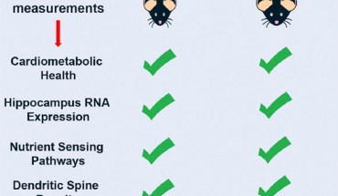 Calorie restriction (CR) and low-protein, high-carbohydrate (LPHC) diets improve cardiometabolic health in mice. Wahl et al show that, like healthspan, CR and LPHC diets positively affect hippocampus biology in mice by influencing hippocampus gene expression, nutrient-sensing pathways, dendritic morphology, and cognition. Image credit: Wahl et al, doi: 10.1016/j.celrep.2018.10.070.