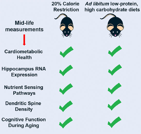 Calorie restriction (CR) and low-protein, high-carbohydrate (LPHC) diets improve cardiometabolic health in mice. Wahl et al show that, like healthspan, CR and LPHC diets positively affect hippocampus biology in mice by influencing hippocampus gene expression, nutrient-sensing pathways, dendritic morphology, and cognition. Image credit: Wahl et al, doi: 10.1016/j.celrep.2018.10.070.