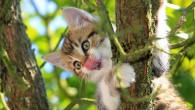 Dr. Noel and Dr. Hu discover structures on the cat tongue, hollow spines that they call cavo papillae, shared across six species of cats. Image credit: Pavel Kessa.