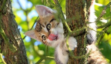 Dr. Noel and Dr. Hu discover structures on the cat tongue, hollow spines that they call cavo papillae, shared across six species of cats. Image credit: Pavel Kessa.