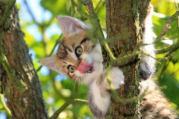 Dr. Noel and Dr. Hu discover structures on the cat tongue, hollow spines that they call cavo papillae, shared across six species of cats. Image credit: Pavel Kessa.